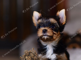 MINIATURE YORKSHIRE TERRIER