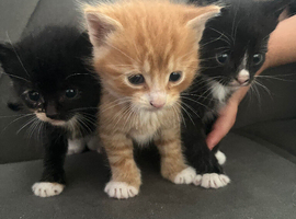 Mix breeds kittens