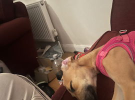 Whippet greyhound Saluki 14 weeks old puppy