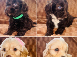 Beautiful F1 Cavapoo Puppies