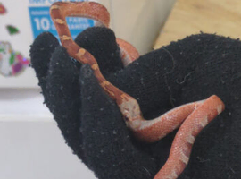 Corn snake
