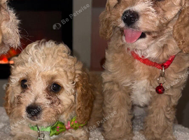 Cavapoo puppies