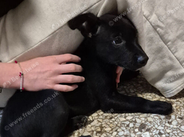 Kelpie cross puppies, 1 black male available