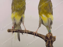 Canary pair available