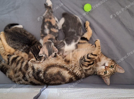 Bengal cross kittens for sale