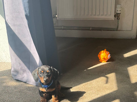 KC Miniature smooth Black and Tan boy