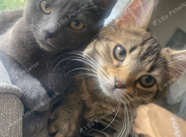 Russian blue kitten for sale