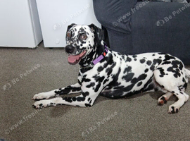 Dalmation for sale