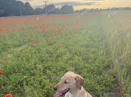 beautiful labrador for sale
