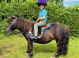 Florrie - A Gorgeous First Shetland.