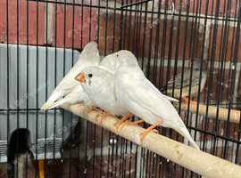 Zebra finches