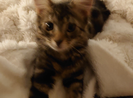 Male kitten