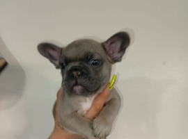 Beautiful litter of French bulldog puppies