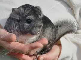 Could this sweet girl chinchilla be your next family member?
