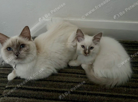 11 weeks old Ragdoll kitten