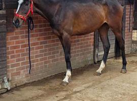 Very pretty 3yr filly