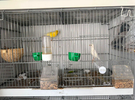 canaries