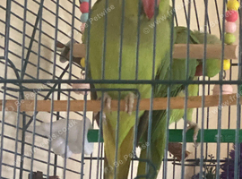 Female Indian ring neck