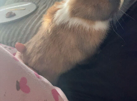2 female rabbits