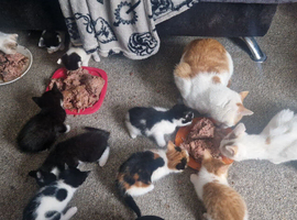 Beautiful kittens for sale