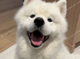 I Meet Bailey, our gorgeous fluffy Samoyed with the sweetest personality!