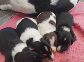 3 left Jack Russell puppies ready 15th of July
