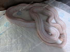 Amel Tessera Corn