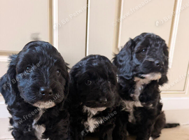 3 gorgeous cockerpoo girls