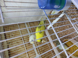 baby budgies for sale