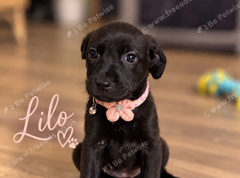 Labrador Boxerdore pups
