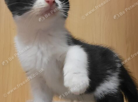 Kitten male 8wks