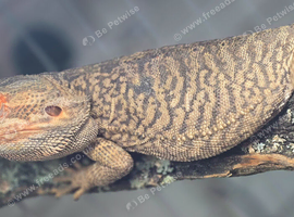 6 year old Male Bearded Dragon
