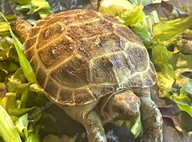 Baby Horsfield tortoises for sale