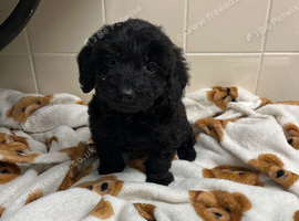 Cockapoo puppy