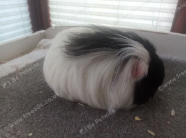 Texel /sheltie Guinea pig pair