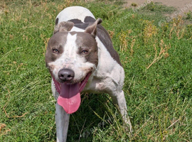 Game bred bull grey