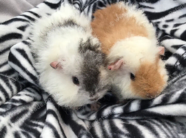 Baby Fluffy Guinea Pigs Ready Now