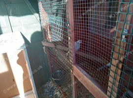 Fancy pigeons for sale
