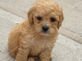 Bitchon frise cross poddle puppies