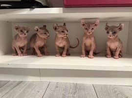 Elf Sphynx kittens
