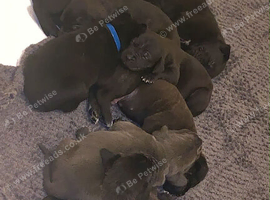 Cane corso corded Neapolitan mastiff