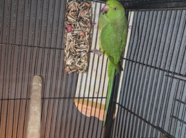 Indian ringneck female