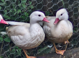 White/Silver Mandarin Ducks 2026