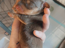 Miniature dachshund puppies for sale