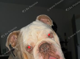 Olde tyme bulldog