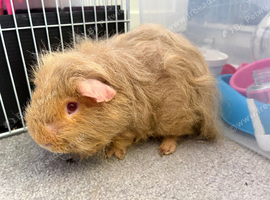 Merino guinea pig with or without cage