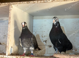 Breeding pair Birmingham roller