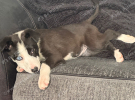 1 Collie pup