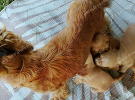 Cocker spaniel puppies