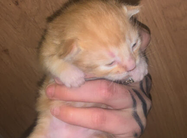 Kitten for sale